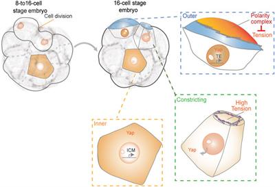 Emerging Role of Mechanical Forces in Cell Fate Acquisition